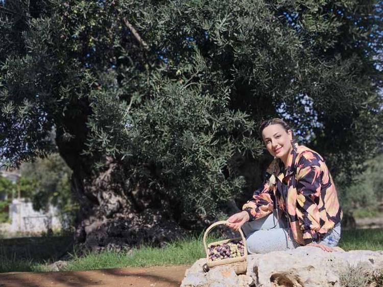 1200 yıllık ağacın tek bir zeytinini bile istiyorlar
