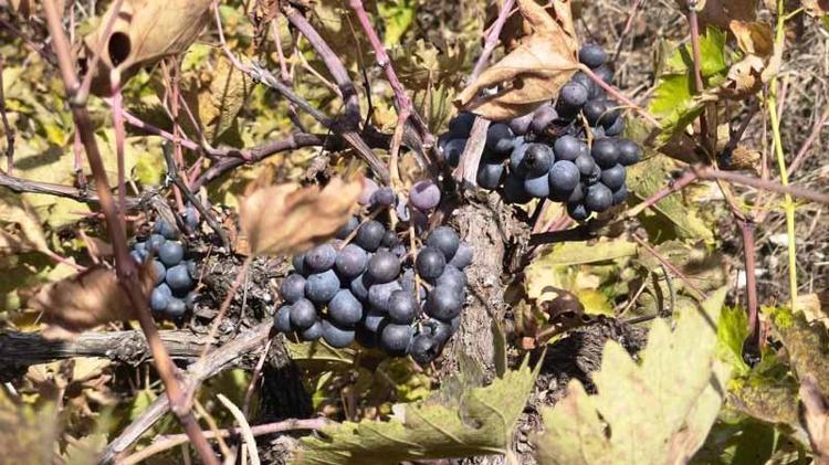 Bitlis'te asırlık pekmez geleneği yaşatılıyor