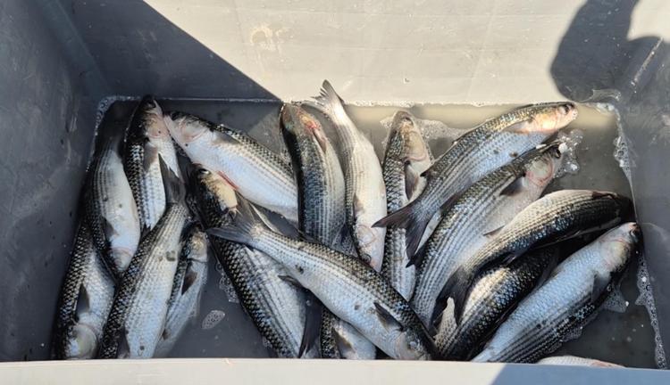 Tekirdağ’da tekneyle denize açılan balıkçılar, 1,5 ton kefal avladı