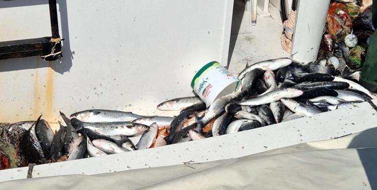 Tekirdağ’da tekneyle denize açılan balıkçılar, 1,5 ton kefal avladı