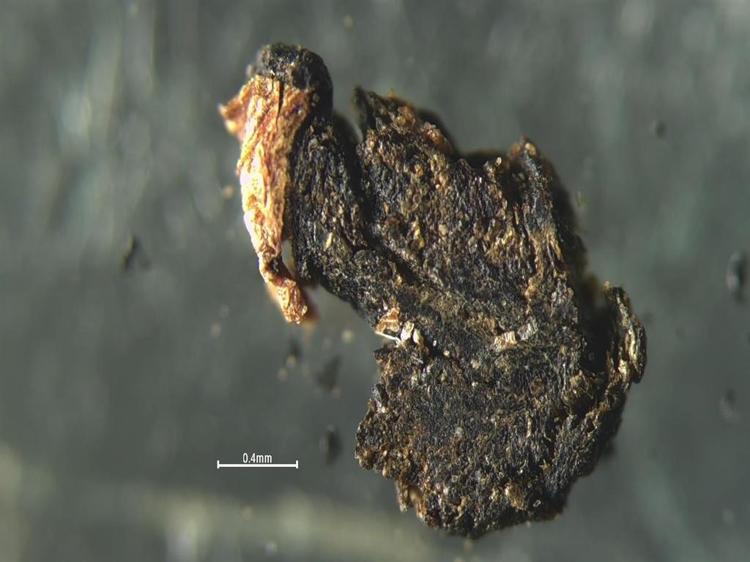 Her 10 sigara çeşidinin 9'unda mikroplastik çıktı