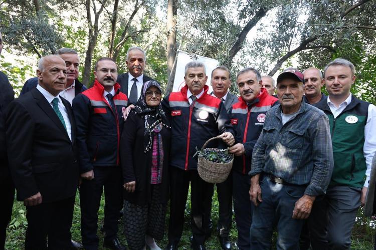 Artvin’in ödüllü ‘Butko’ zeytininde hasat başladı