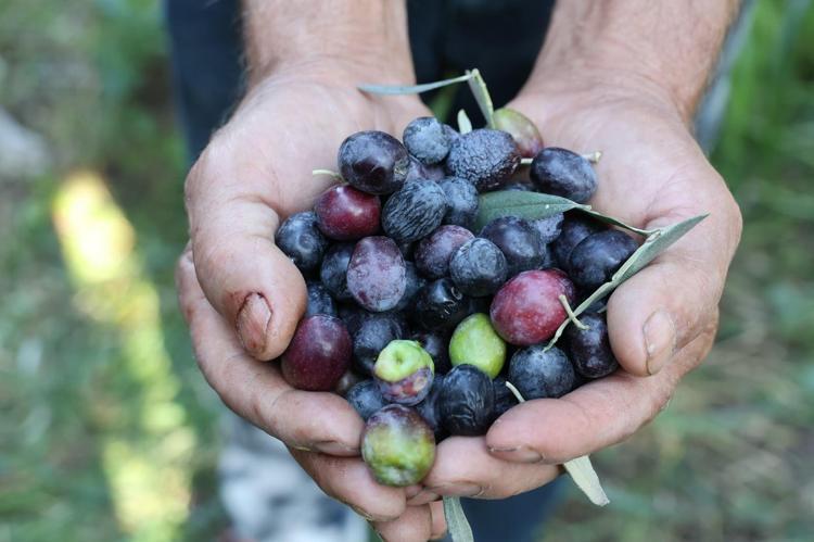 Artvin’in ödüllü ‘Butko’ zeytininde hasat başladı