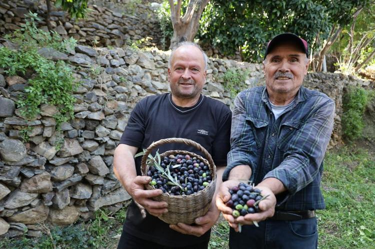Artvin’in ödüllü ‘Butko’ zeytininde hasat başladı