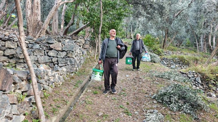 Artvin’in ödüllü ‘Butko’ zeytininde hasat başladı
