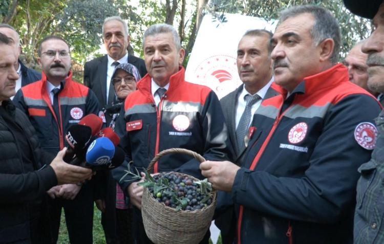 Artvin’in ödüllü ‘Butko’ zeytininde hasat başladı