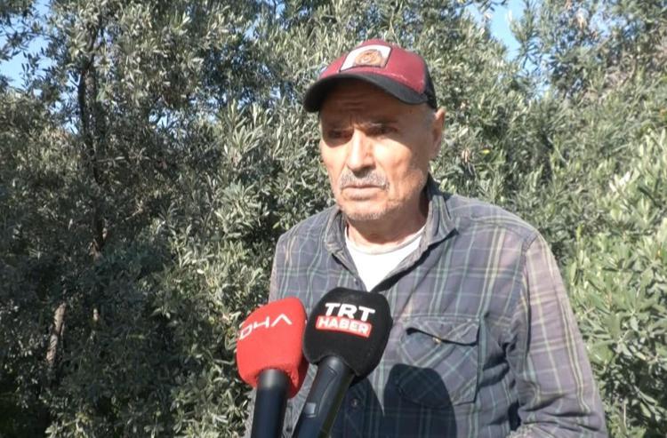 Artvin’in ödüllü ‘Butko’ zeytininde hasat başladı