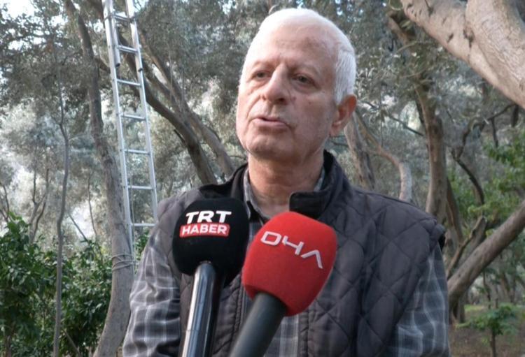 Artvin’in ödüllü ‘Butko’ zeytininde hasat başladı