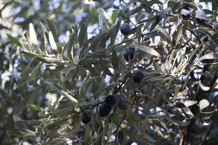 Artvin’in ödüllü ‘Butko’ zeytininde hasat başladı