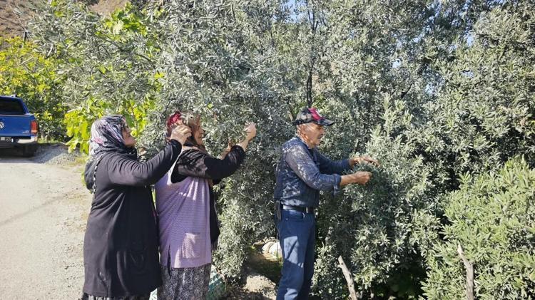 Artvin’in ödüllü ‘Butko’ zeytininde hasat başladı