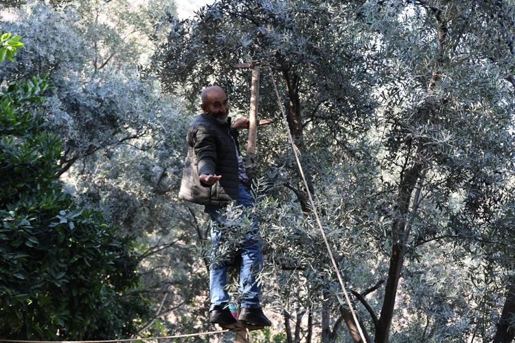 Artvin’in ödüllü ‘Butko’ zeytininde hasat başladı