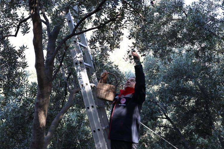 Artvin’in ödüllü ‘Butko’ zeytininde hasat başladı