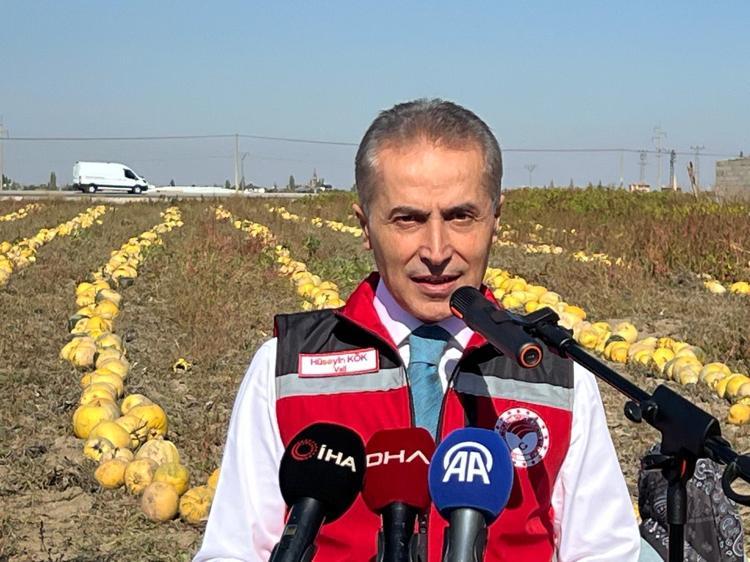 Nevşehir'de tescilli çerezlik çekirdek elde edilen kabakta hasat zamanı
