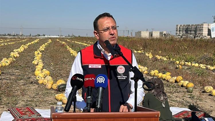 Nevşehir'de tescilli çerezlik çekirdek elde edilen kabakta hasat zamanı