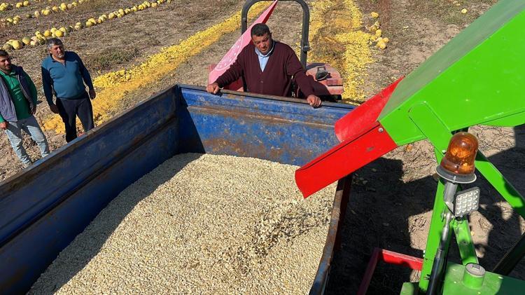 Nevşehir'de tescilli çerezlik çekirdek elde edilen kabakta hasat zamanı