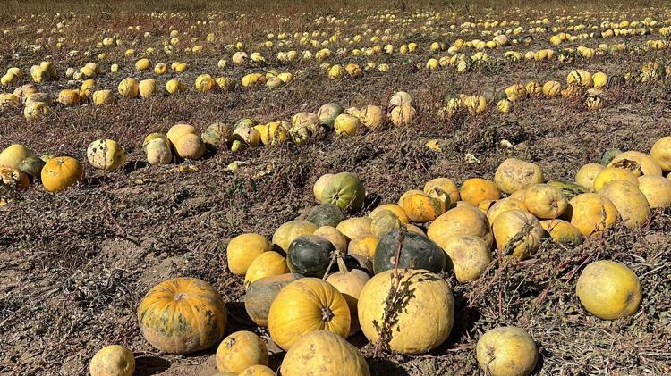 Nevşehir'de tescilli çerezlik çekirdek elde edilen kabakta hasat zamanı