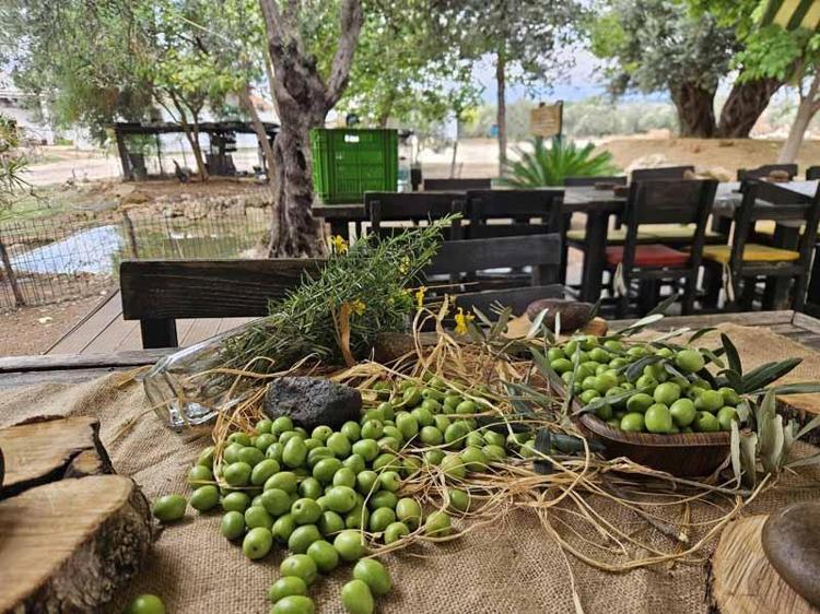 Antalya'da ‘var yılı’ olan zeytinde hasat zamanı