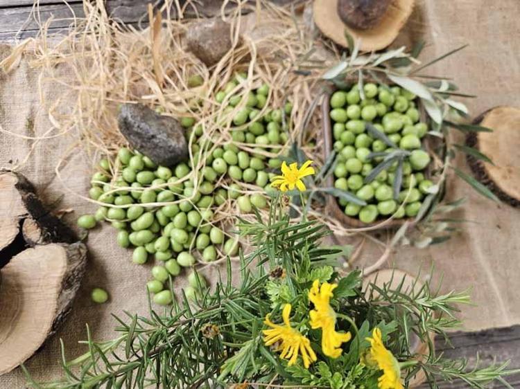 Antalya'da ‘var yılı’ olan zeytinde hasat zamanı