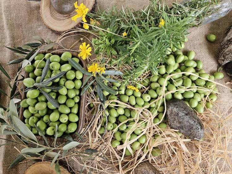 Antalya'da ‘var yılı’ olan zeytinde hasat zamanı