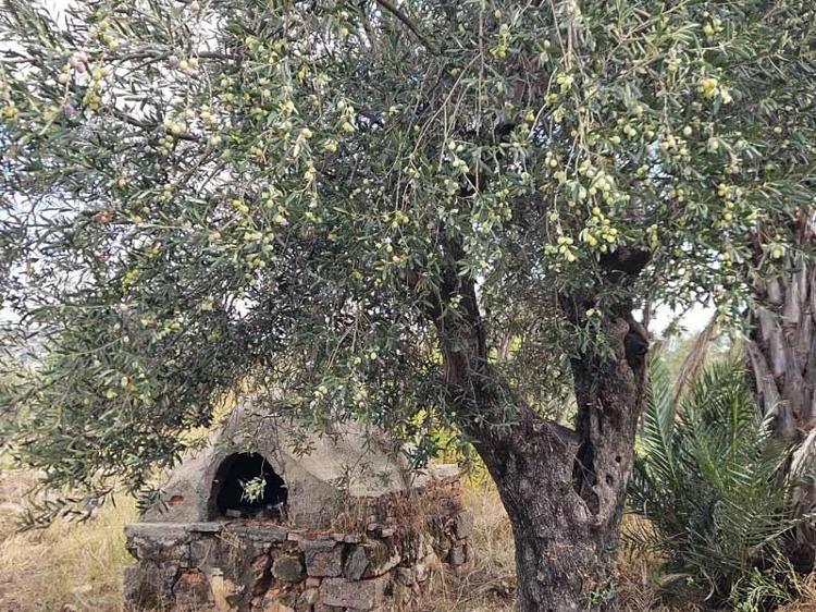Antalya'da ‘var yılı’ olan zeytinde hasat zamanı