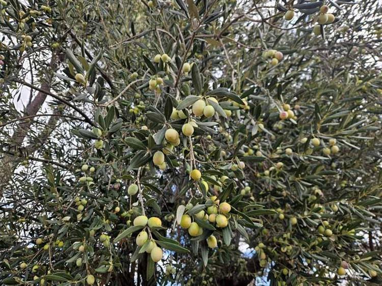 Antalya'da ‘var yılı’ olan zeytinde hasat zamanı