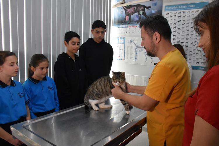 Ortaokul öğrencileri, yaralı kedi 'Kurabiye'nin tedavisi için harçlıklarını biriktirdi