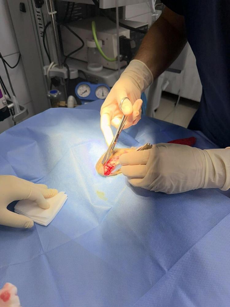 Ortaokul öğrencileri, yaralı kedi 'Kurabiye'nin tedavisi için harçlıklarını biriktirdi