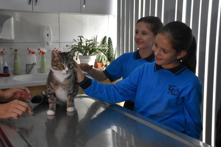 Ortaokul öğrencileri, yaralı kedi 'Kurabiye'nin tedavisi için harçlıklarını biriktirdi