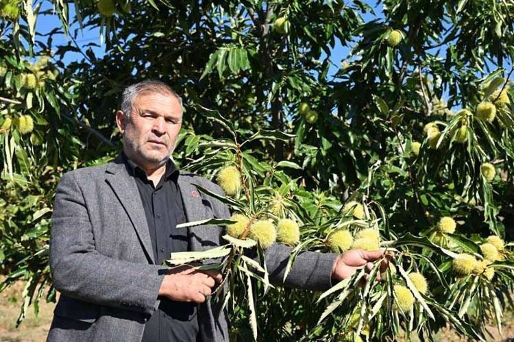 Demirci kestanesinde hasat başladı