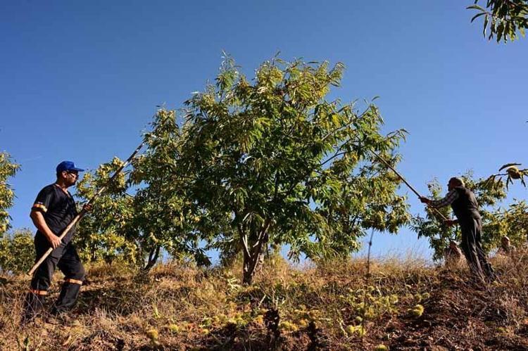 Demirci kestanesinde hasat başladı