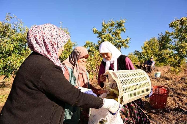Demirci kestanesinde hasat başladı