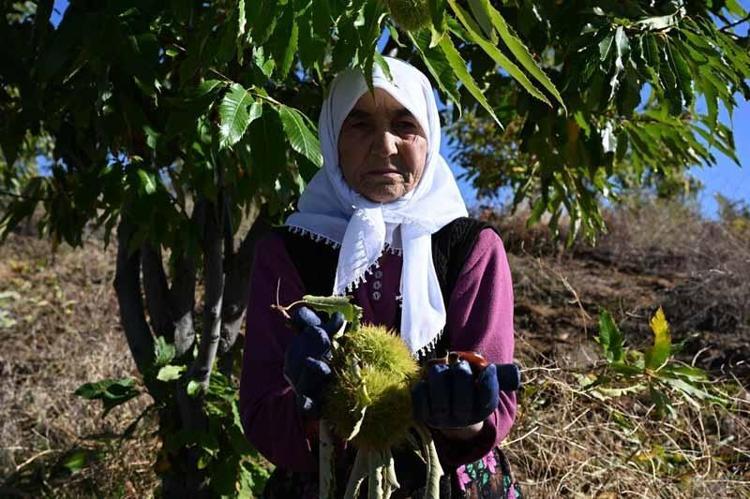 Demirci kestanesinde hasat başladı