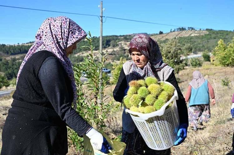 Demirci kestanesinde hasat başladı