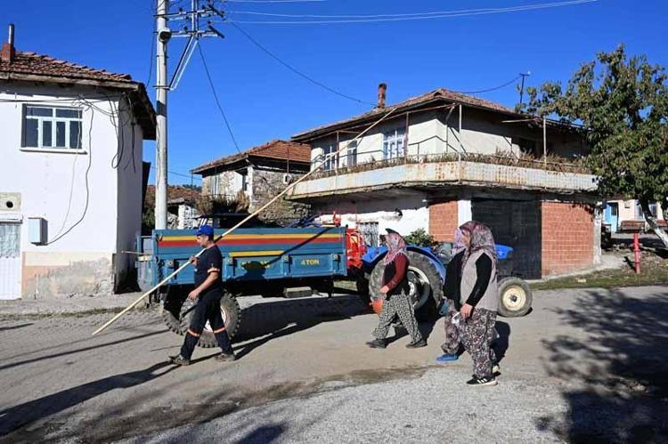 Demirci kestanesinde hasat başladı