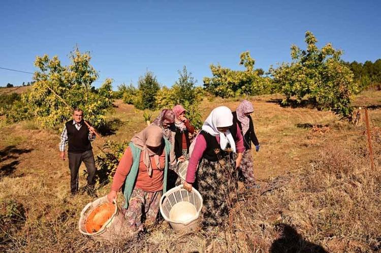 Demirci kestanesinde hasat başladı