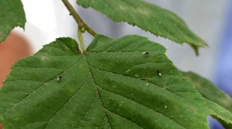 Karadeniz'de istilacı böcek kabusuna 'siber' kalkan