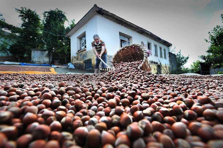 Karadeniz'de istilacı böcek kabusuna 'siber' kalkan