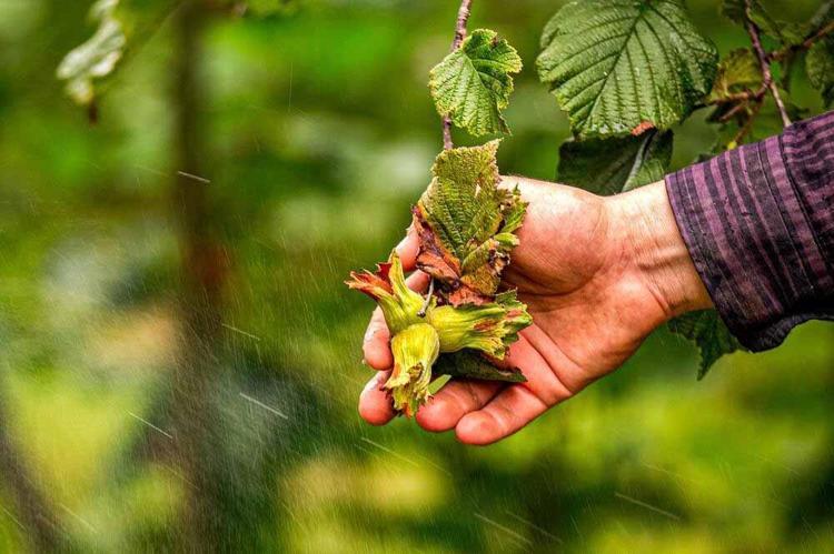 Karadeniz'de istilacı böcek kabusuna 'siber' kalkan