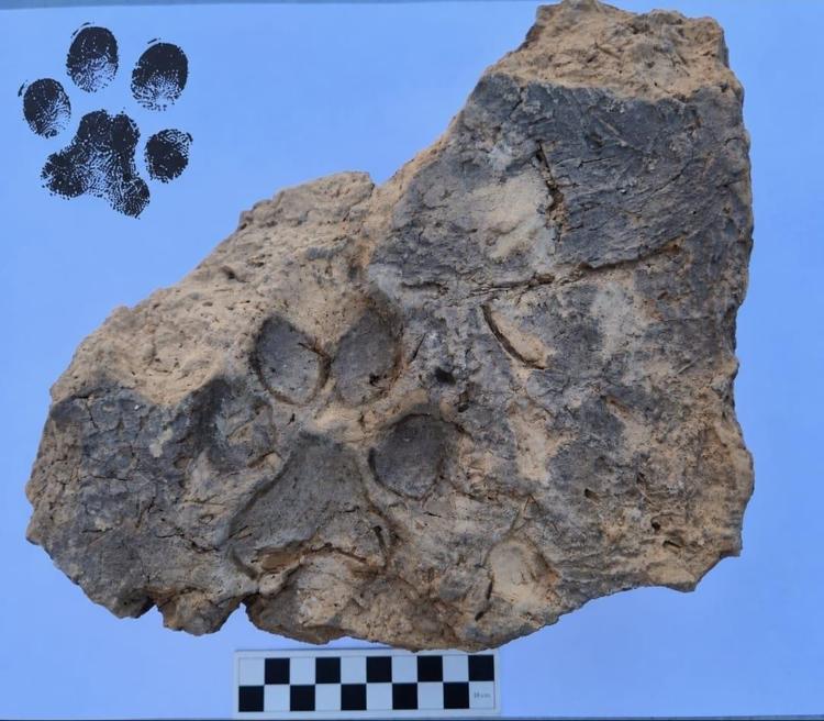 Tavşanlı Höyük'te 4 bin yıllık pati izi bulundu