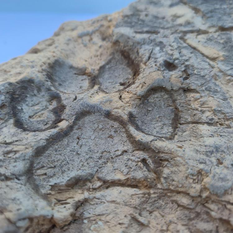 Tavşanlı Höyük'te 4 bin yıllık pati izi bulundu