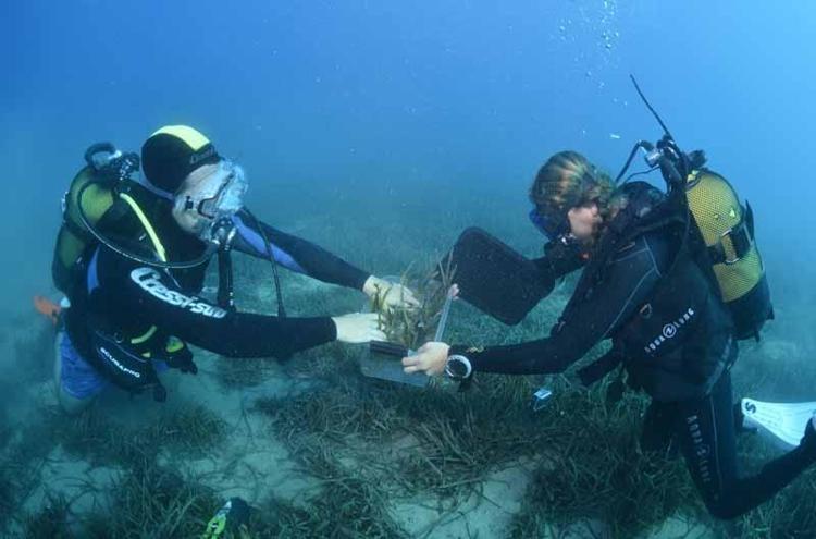 Antalya Valisi Şahin: Denizaltı yaşamını yeniden ihya edeceğiz