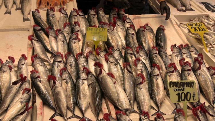 Karadeniz’de palamut göç etmeye başladı; hamsi bolluğu beklentisi