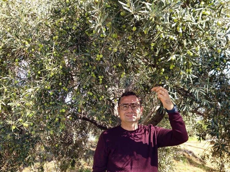 Antalya’da coğrafi işaretli ‘tavşan yüreği’ zeytininde 10 bin ton rekolte beklentisi