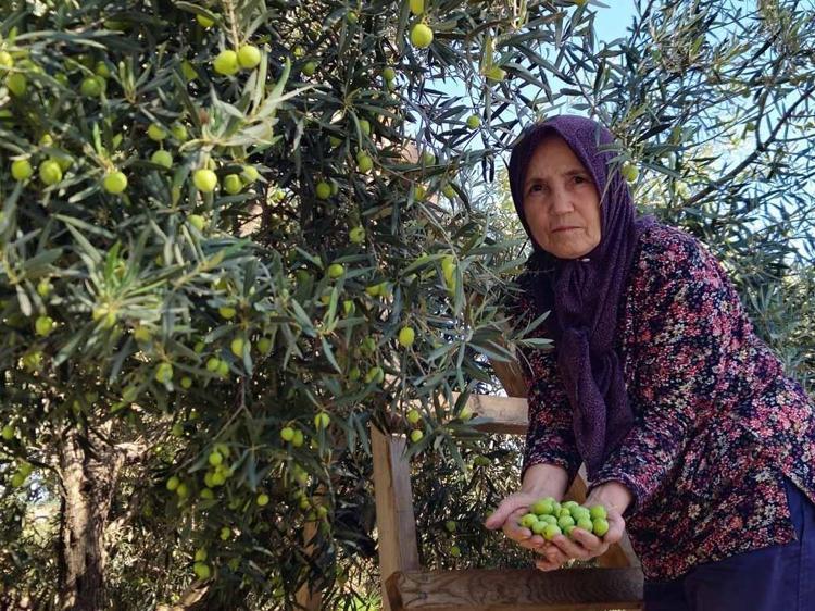 Antalya’da coğrafi işaretli ‘tavşan yüreği’ zeytininde 10 bin ton rekolte beklentisi