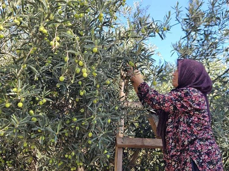 Antalya’da coğrafi işaretli ‘tavşan yüreği’ zeytininde 10 bin ton rekolte beklentisi