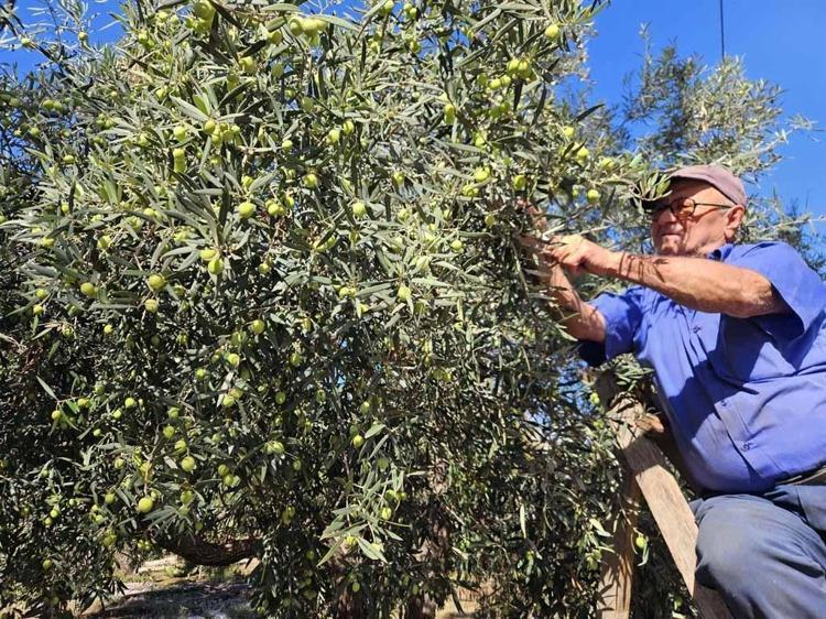 Antalya’da coğrafi işaretli ‘tavşan yüreği’ zeytininde 10 bin ton rekolte beklentisi