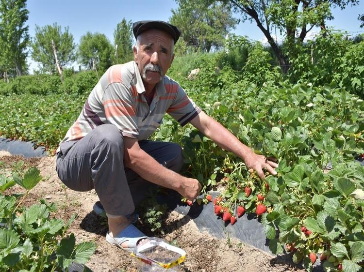 Patatesin başkentinde katma değeri yüksek alternatif ürünlere yöneldi