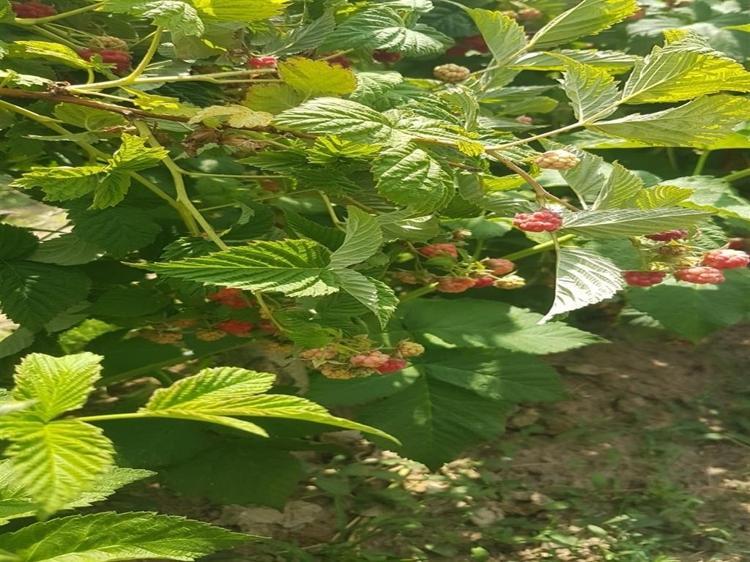 Patatesin başkentinde katma değeri yüksek alternatif ürünlere yöneldi